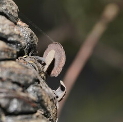Banksiamyces macrocarpus