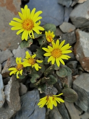 Cremanthodium humile