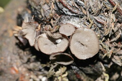 Banksiamyces macrocarpus