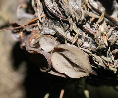 Banksiamyces macrocarpus