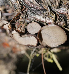Banksiamyces macrocarpus