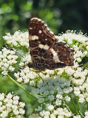 Araschnia levana