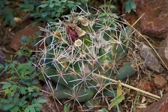 Coryphantha robustispina scheeri