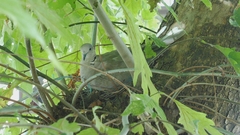 Streptopelia decaocto