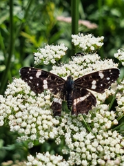 Araschnia levana