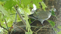 Streptopelia decaocto