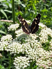 Araschnia levana