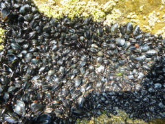 Mytilus trossulus