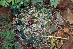 Coryphantha robustispina scheeri