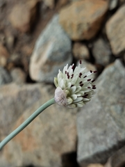 Allium carolinianum