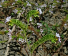Phacelia suaveolens