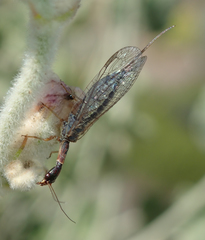 Raphidiidae