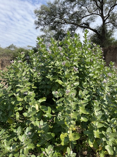 Calotropis gigantea image