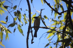 Philemon argenticeps