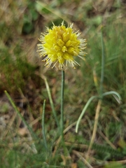 Allium chrysanthum