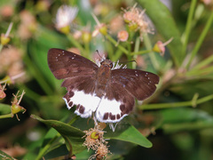 Tagiades ultra