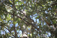 Philemon argenticeps