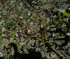 Phacelia suaveolens