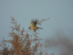 Embernagra platensis