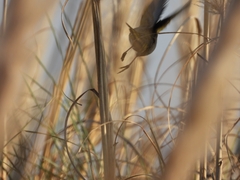 Embernagra platensis