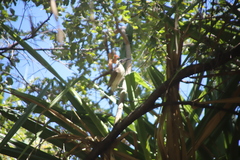 Philemon argenticeps