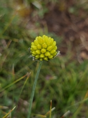 Allium chrysanthum