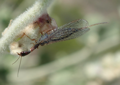Raphidiidae