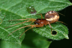 Pachygnatha listeri