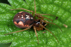 Pachygnatha listeri
