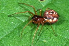 Pachygnatha listeri