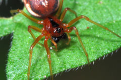 Pachygnatha listeri