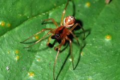 Pachygnatha listeri