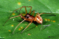 Pachygnatha listeri