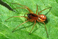 Pachygnatha listeri