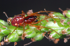 Pachygnatha listeri