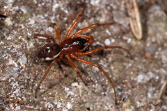 Pachygnatha listeri