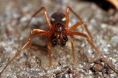 Pachygnatha listeri