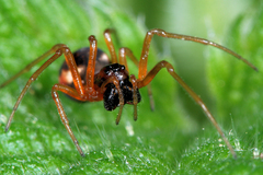 Pachygnatha listeri