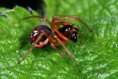 Pachygnatha listeri