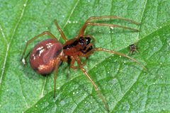 Pachygnatha listeri
