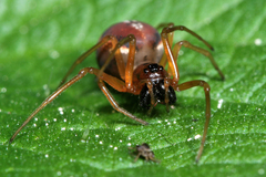 Pachygnatha listeri