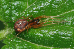 Pachygnatha listeri