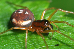 Pachygnatha listeri
