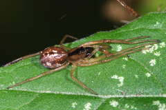 Pachygnatha listeri