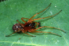 Pachygnatha listeri