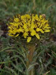 Soroseris hookeriana erysimoides