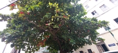 Terminalia catappa