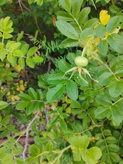 Rosa rugosa
