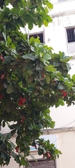 Terminalia catappa