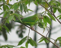 Brotogeris pyrrhoptera